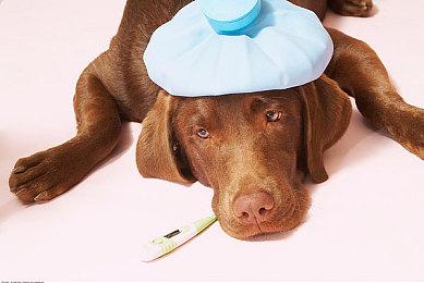 《传颂之物》20周年纪念 11月24日举行特别直播